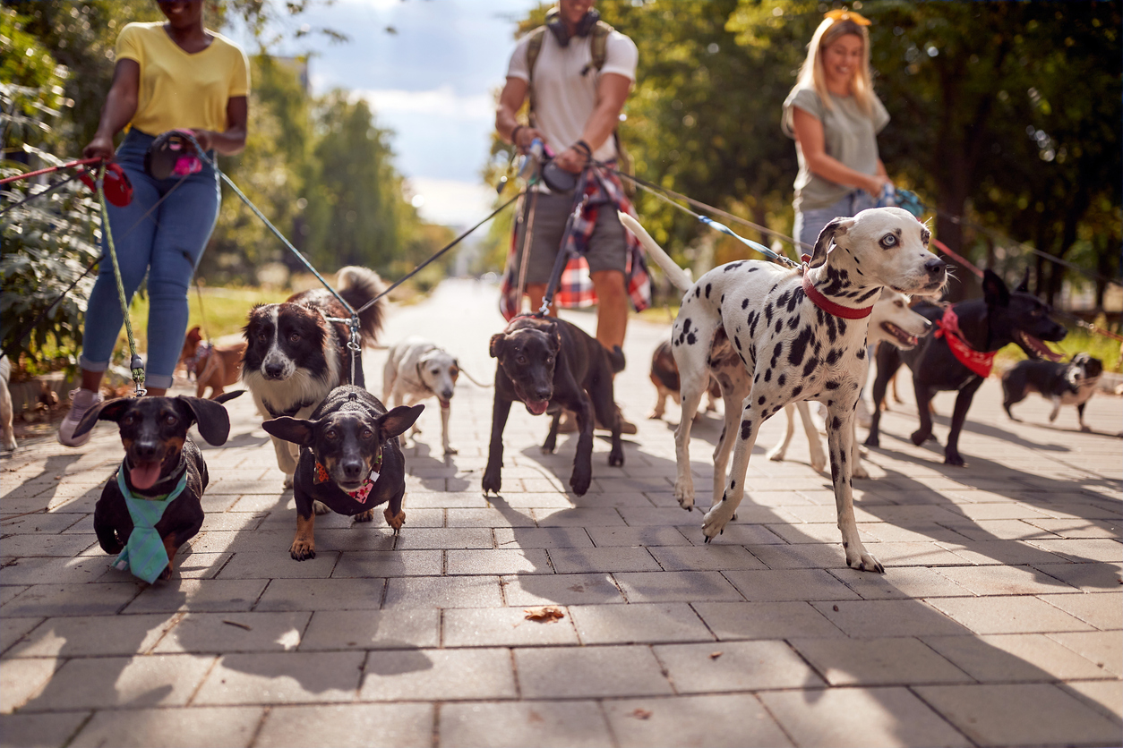 Partnering with Rover, the World’s Largest Network for Pet Owners and Sitters
